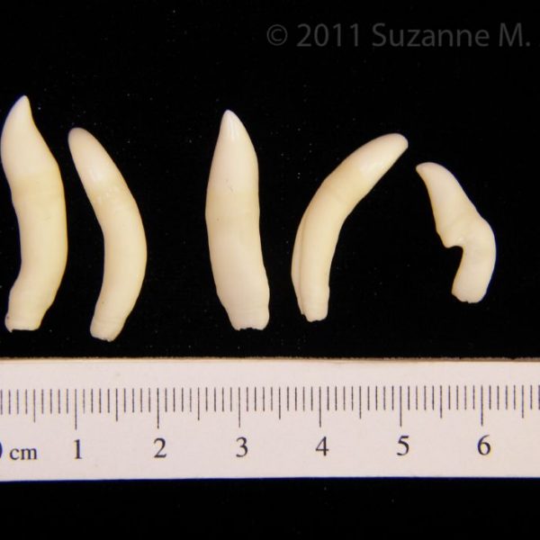 bottlenose_dolphin_(tursiops_truncatus),_teeth,_flmnh_25743