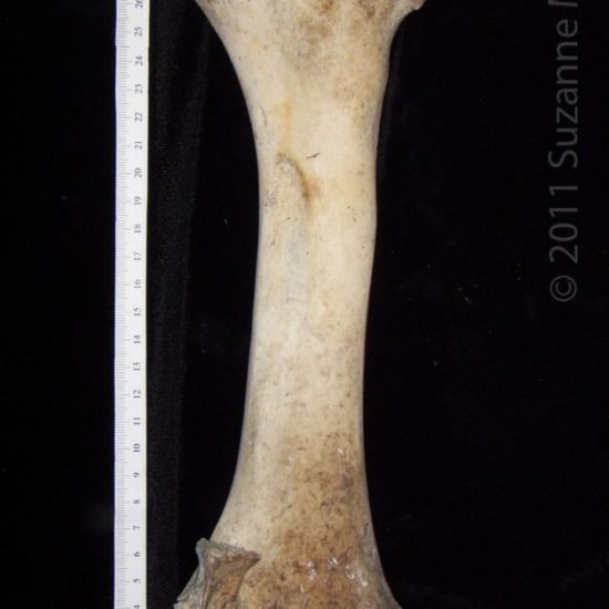 Anterior View Left Cattle Radius BoneID