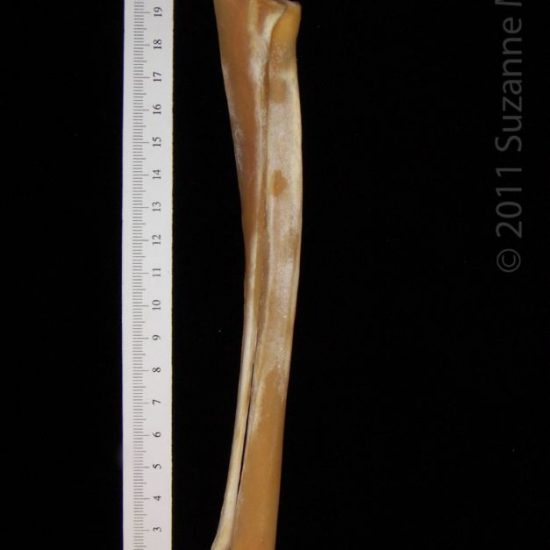 Posterior View Left Cattle Radius Boneid