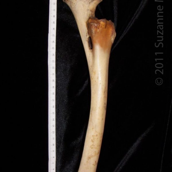 horse_(equus_caballus),_right_radius_and_ulna,_flmnh_6684