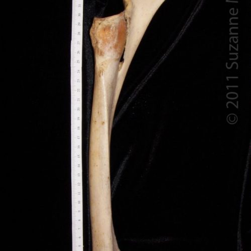 Proximal/Artic. Surface Right Horse Radius and Ulna - BoneID