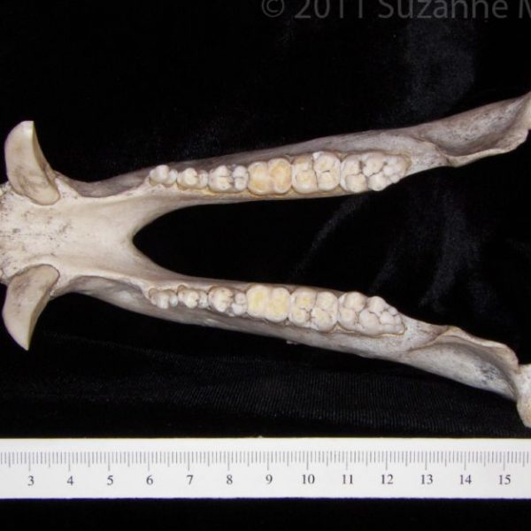 javelina_(peccary_angulatus),_mandible,_superior,_abel_collection