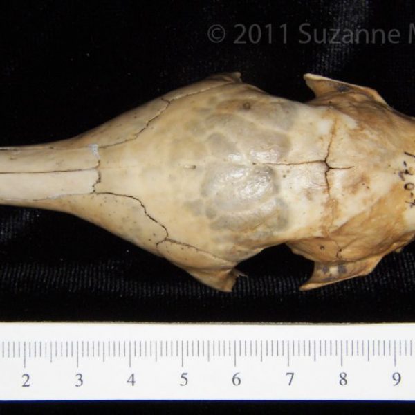 armadillo_(dasypus_novemcinctus),_cranium,_superior,_abel_collection_(zygoma_missing)