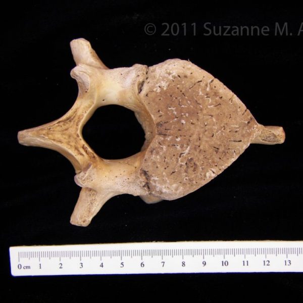 florida_manatee_(trichechus_manatus),_lumbar_vertebra,_flmnh_15195