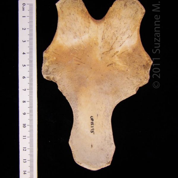 florida_manatee_(trichecus_manatus),_sternum,_flmnh_15195