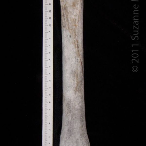 horse_(equus_caballus),_metatarsal,_posterior,_abel_collection