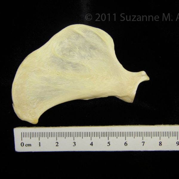 river_otter_(lutra_canadensis),_left_scapula,_anterior,_cofc_osteological_collection_0009