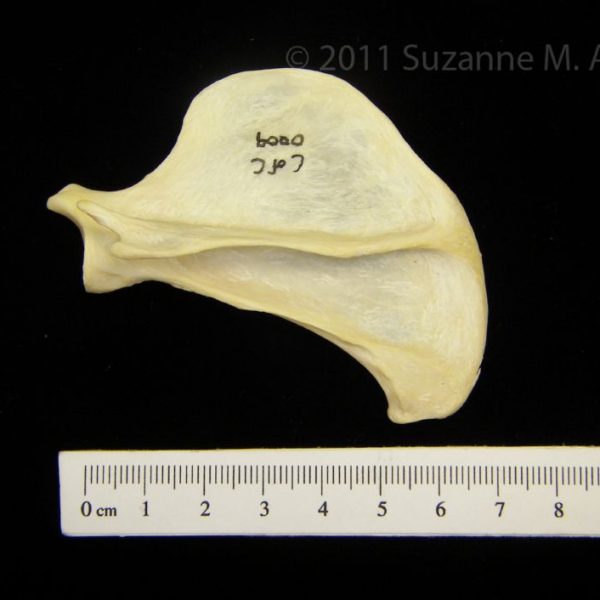 river_otter_(lutra_canadensis),_left_scapula,_posterior,_cofc_osteological_collection_0009