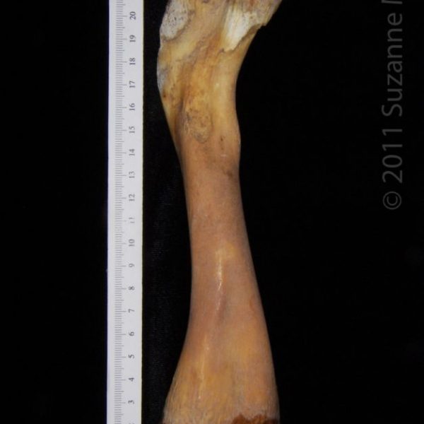 alligator_(alligator_mississippiensis),_femur,_abel_collection