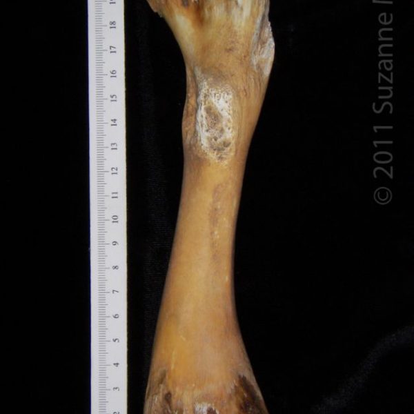 alligator_(alligator_mississippiensis),_femur,_view_2,_abel_collection