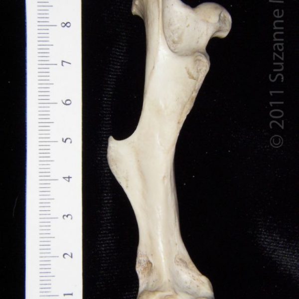 armadillo_(dasypus_novemcinctus),_left_femur,_posterior,_abel_collection