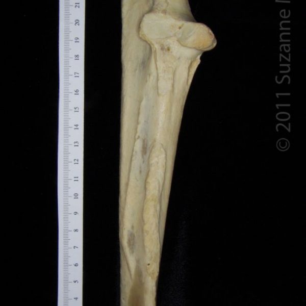 black_bear_(ursus_americanus),_right_ulna_(with_disarticulation_defect),_lateral,__flmnh_collecti