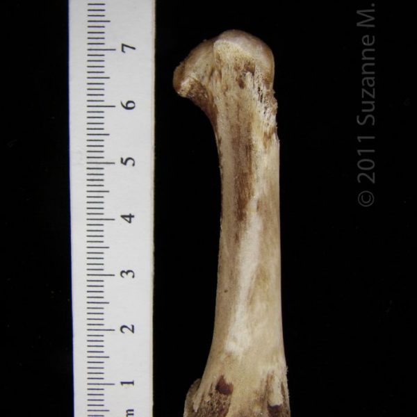 domestic_chicken_-_’young_fryer’_(gallus_gallus),_femur,_abel_collection