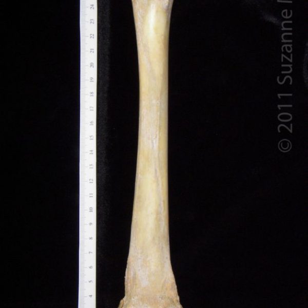 florida_panther_(puma_concolor),_left_femur,_posterior,_flmnh_collection_30431