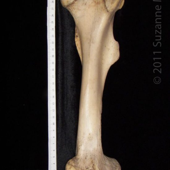 Distal Articular Surface Left Horse Femur Boneid