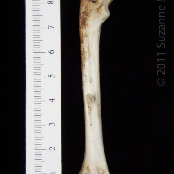 opossum_(didelphis_marsupialis),_left_femur,_posterior,_abel_collection