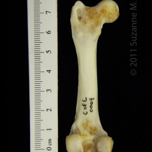 river_otter_(lutra_canadensis),_left_femur,_posterior,_cofc_osteological_collection_0009