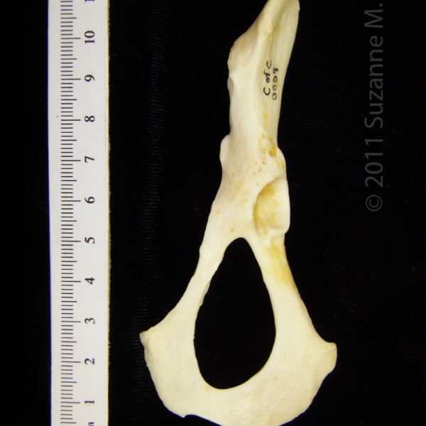 river_otter_(lutra_canadensis),_left_innominate,_ventral,_cofc_osteological_collection_0009