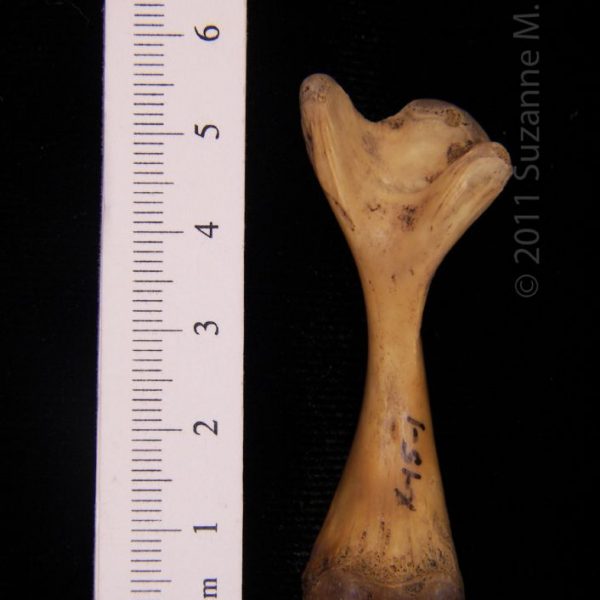 softshell_turtle,_left_femur,_posterior,_abel_collection