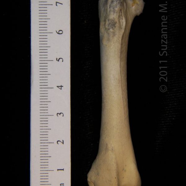 turkey_vulture_(cathartes_aura),_right_femur,_anterior,_abel_collection