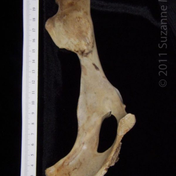 white-tailed_deer_(odocoileus_virginianus),_left_innominate,_medial,_flmnh_collection_7001