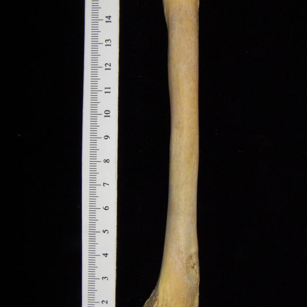 alligator-alligator-mississippiensis-fibula-view-2-cofc-osteological-collection