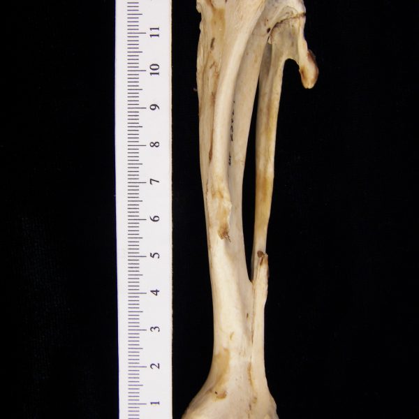 american-beaver-castor-canadensis-left-tibia-and-fibula-anterior-flmnh-23827
