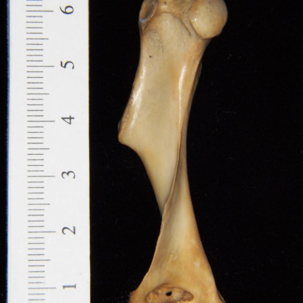 armadillo-dasypus-novemcinctus-left-humerus-posterior-abel-collection