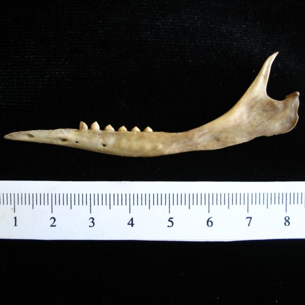 armadillo-dasypus-novemcinctus-left-mandible-abel-collection