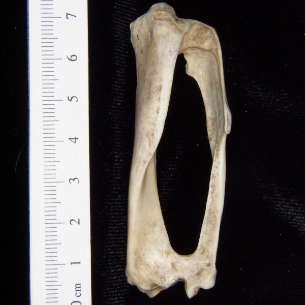 armadillo-dasypus-novemcinctus-left-tibia-and-fibula-anterior-abel-collection