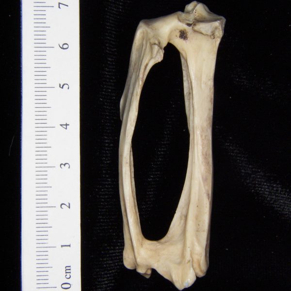 armadillo-dasypus-novemcinctus-left-tibia-and-fibula-posterior-abel-collection