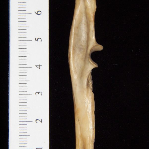 armadillo-dasypus-novemcinstus-left-ulna-medial-abel-collection