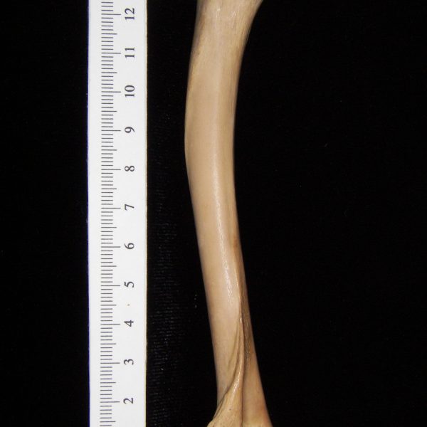 bobcat-lynx-rufus-left-humerus-posterior-abel-collection