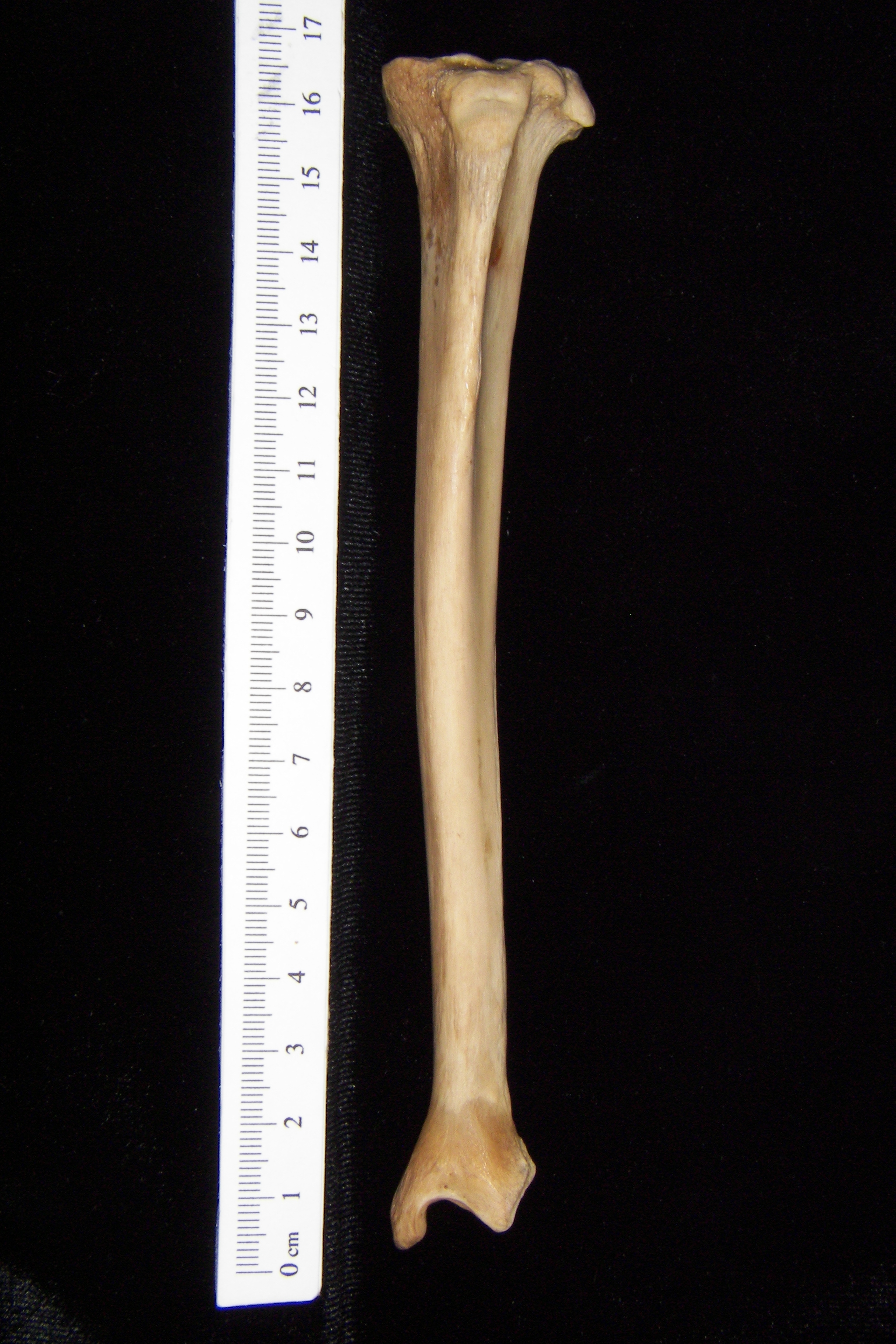 bobcat-lynx-rufus-left-tibia-anterior-abel-collection