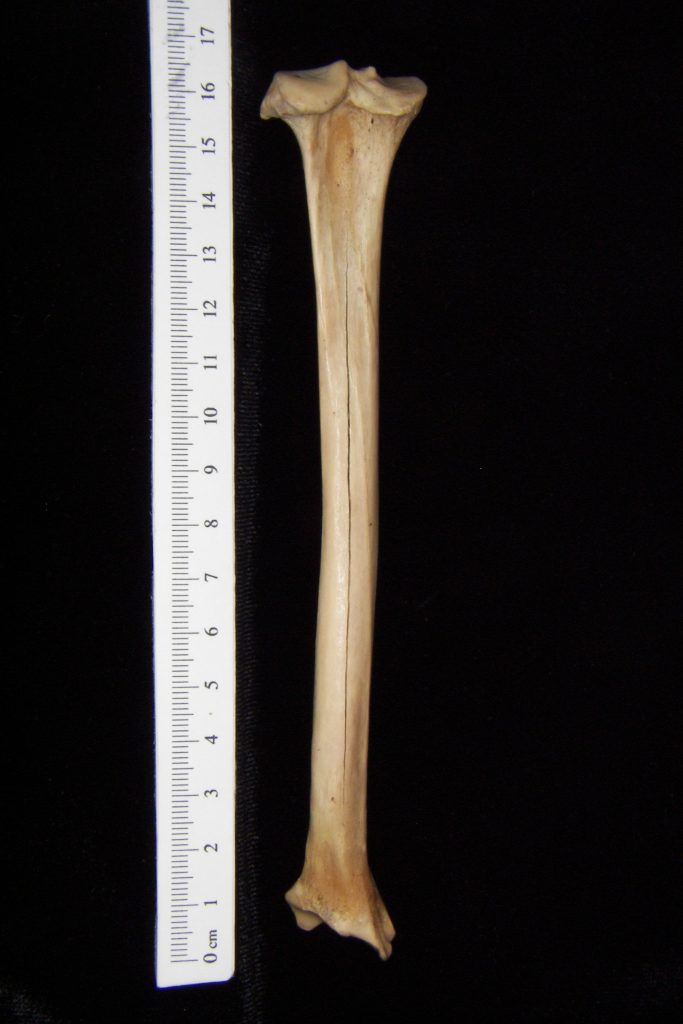 Bobcat (Lynx rufus) left tibia, posterior view - BoneID