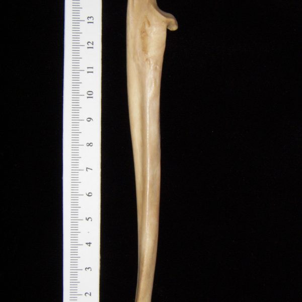 bobcat-lynx-rufus-left-ulna-medial-abel-collection