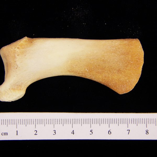 bottlenose-dolphin-tursiops-truncatus-ulna-flmnh-25743