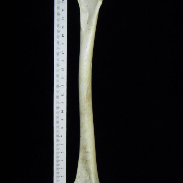 brown-pelican-pelecanus-occidentalis-right-humerus-view-2-cofc-osteological-colection-0013