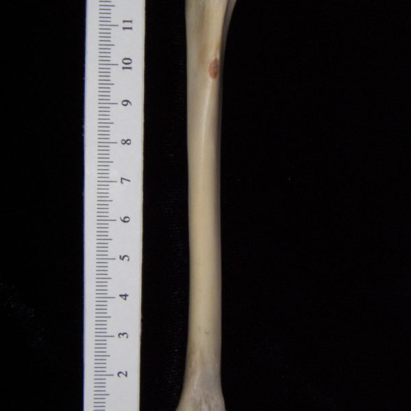 cat-felis-catus-left-tibia-anterior-abel-collection