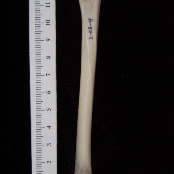 cat-felis-catus-left-tibia-posterior-abel-collection