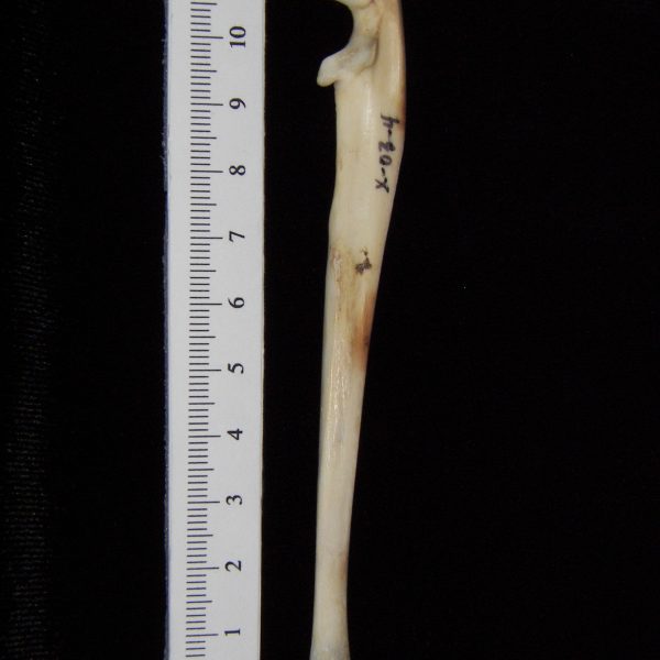 cat-felis-catus-left-ulna-lateral-abel-collection