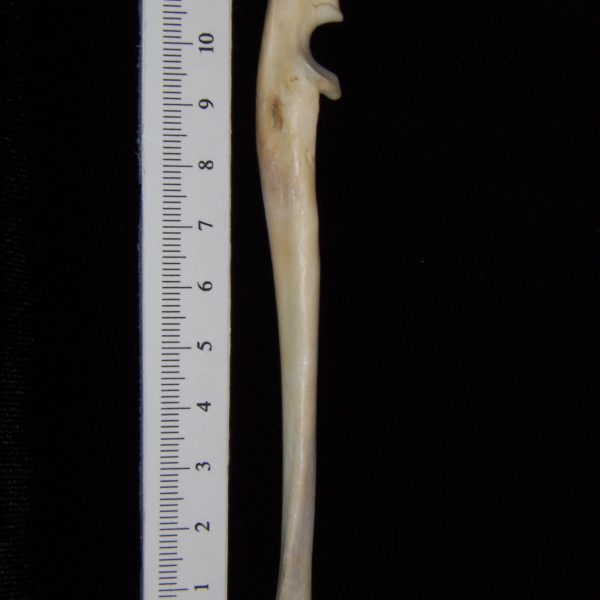 cat-felis-catus-left-ulna-medial-abel-collection