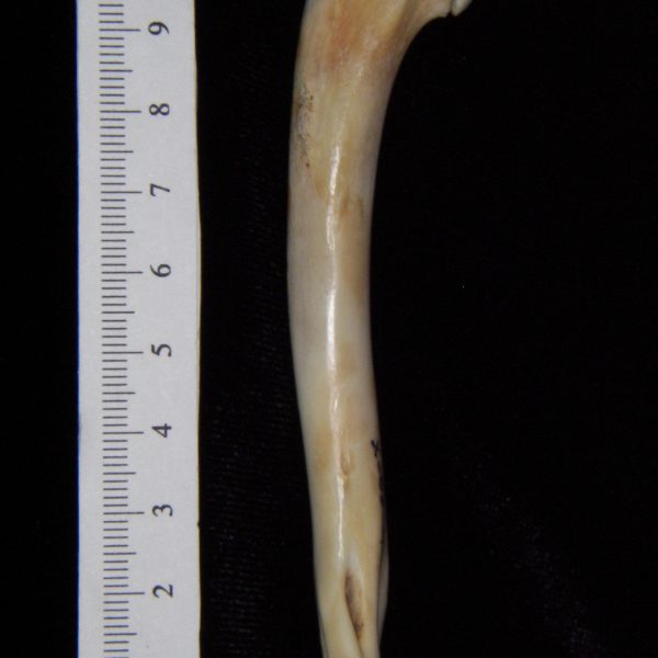 cat-felis-catus-right-humerus-lateral-abel-collection