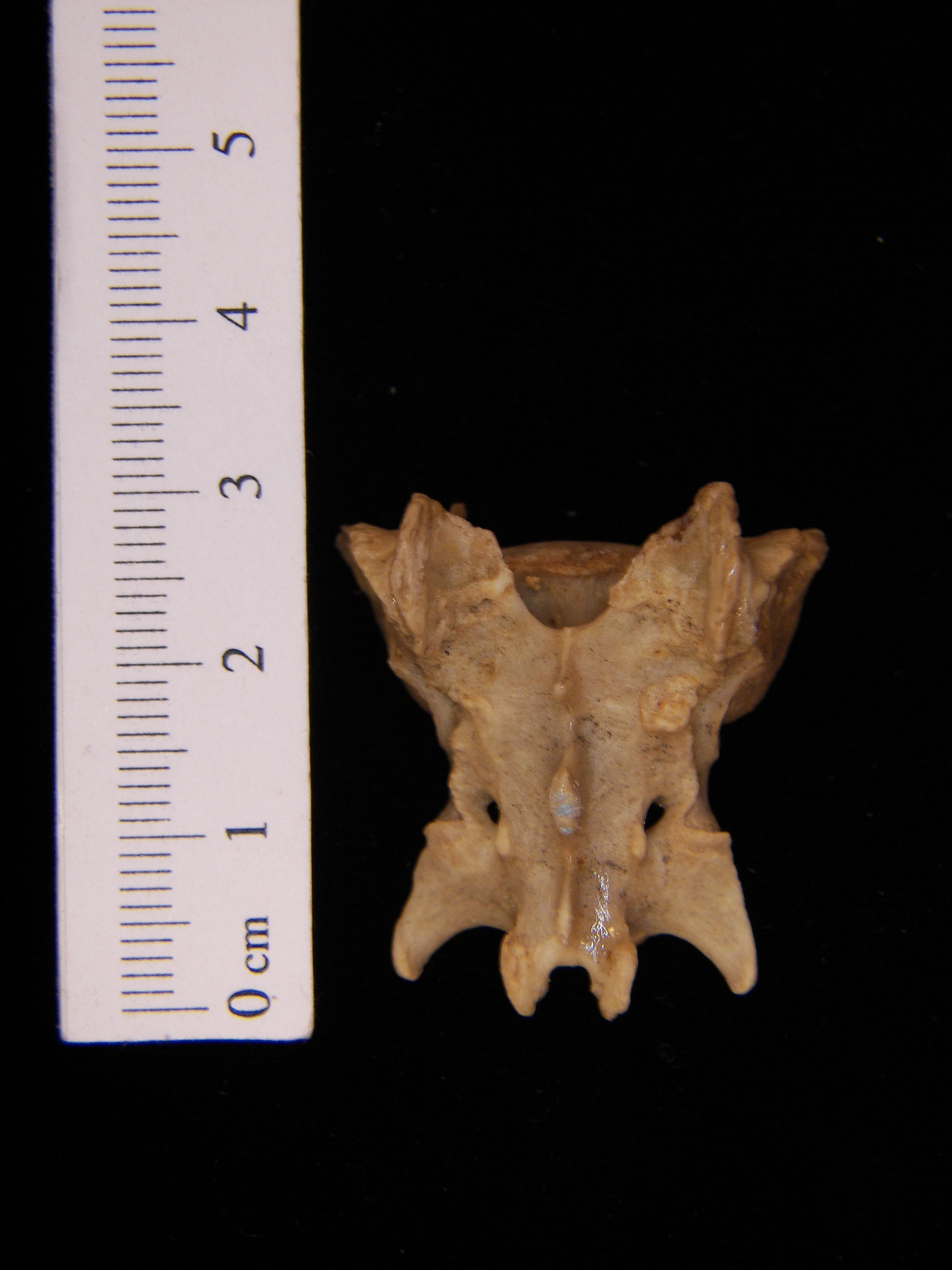 sacral vertebrae cat
