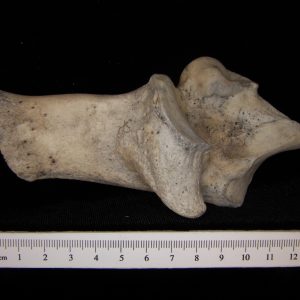 Superior View Left Cattle Calcaneus - Boneid