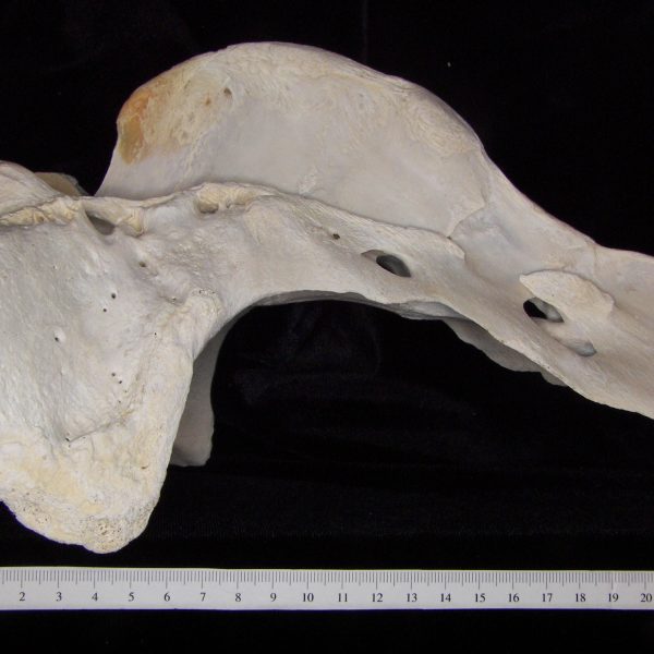 cattle-bos-taurus-sacrum-lateral-abel-collection