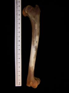 Coyote (canis Latrans) Humerus, Anterior View - Boneid