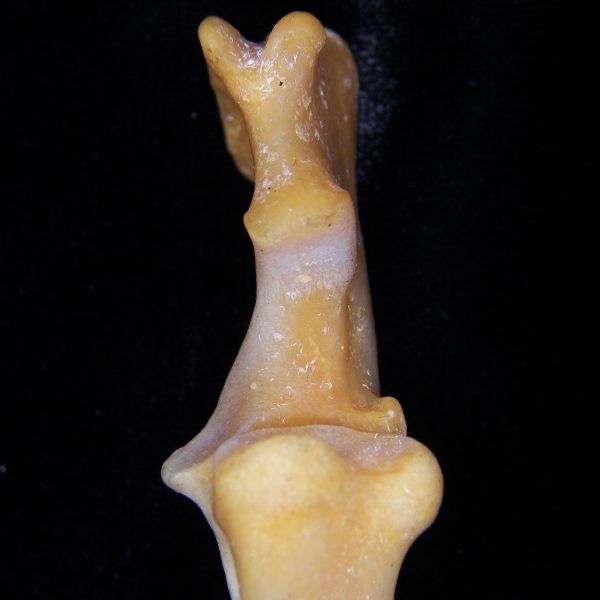 coyote-canis-latrans-right-ulna-proximal-medial-aspect-flmnh-ea-cat-no-z6696