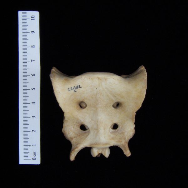 dog-canis-lupus-familiaris-sacrum-anterior-harding-collection