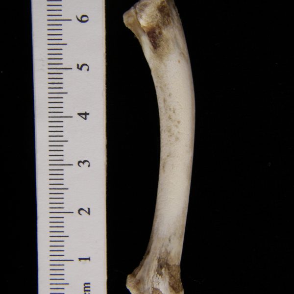domestic-chicken-young-fryer-gallus-gallus-ulna-abel-collection